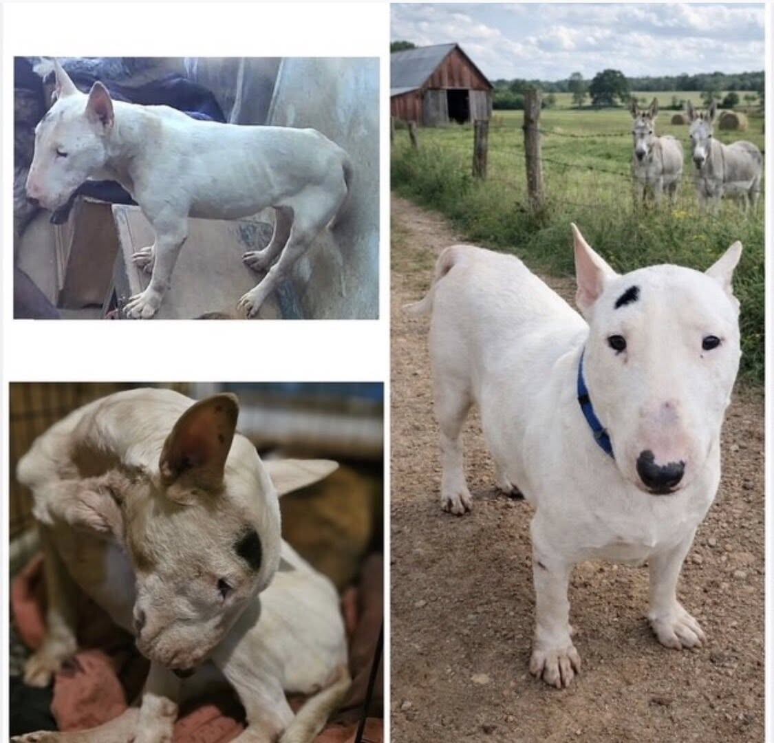 Area woman charged with 42 counts of animal cruelty: 70 dogs found