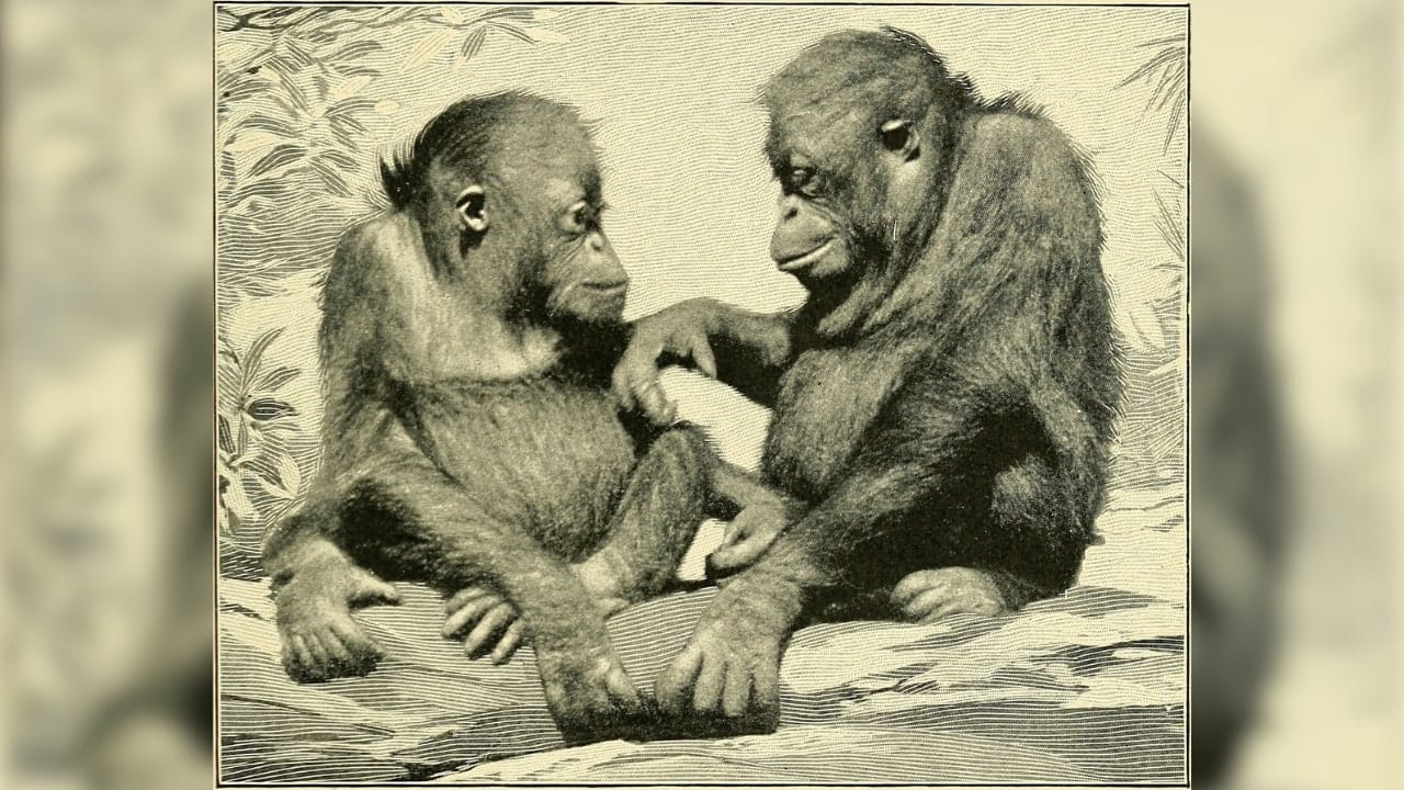 Newly discovered fossil challenges idea of ape origins in East Africa