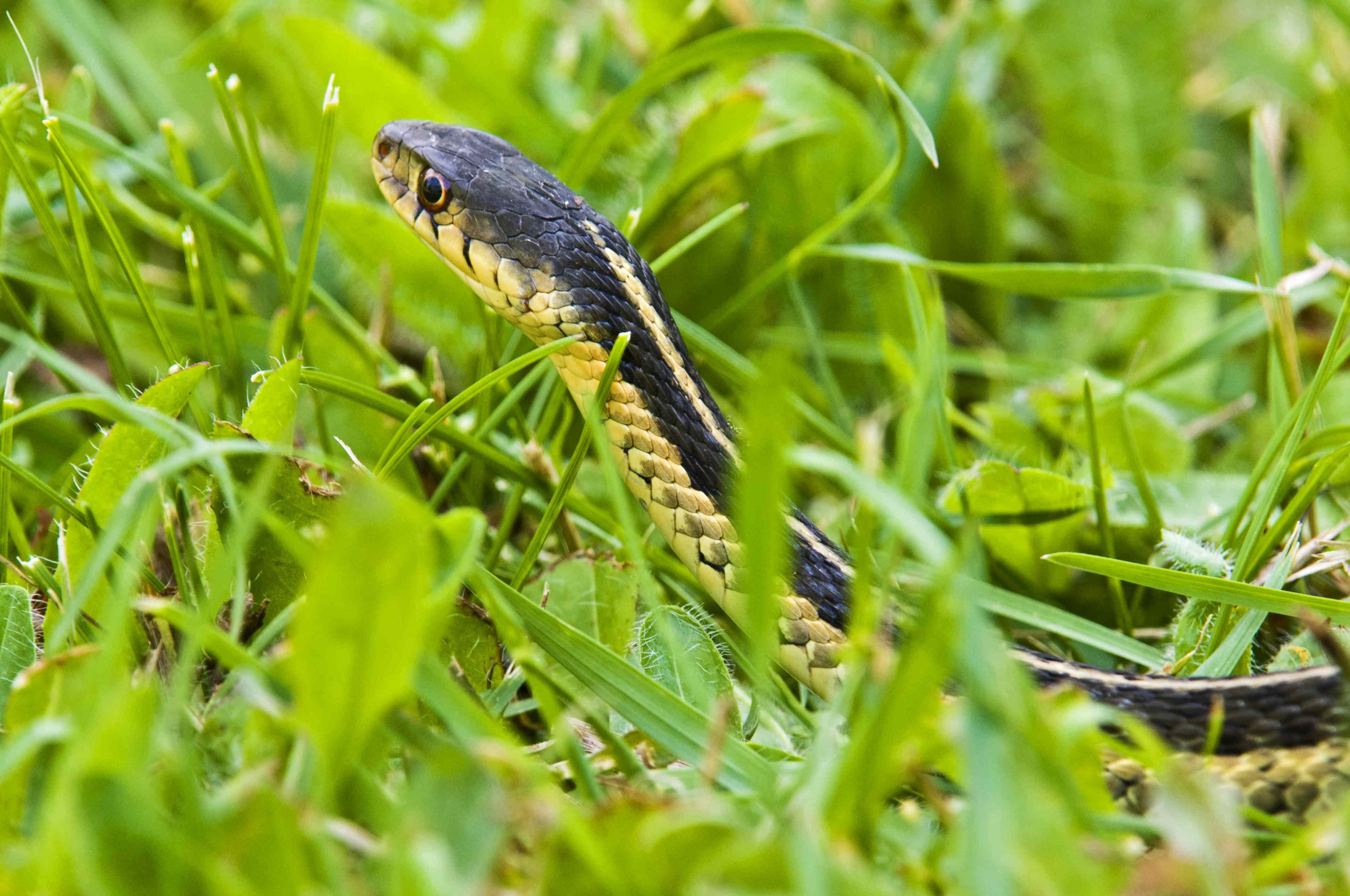 How to keep snakes away from your house, according to pest control ...