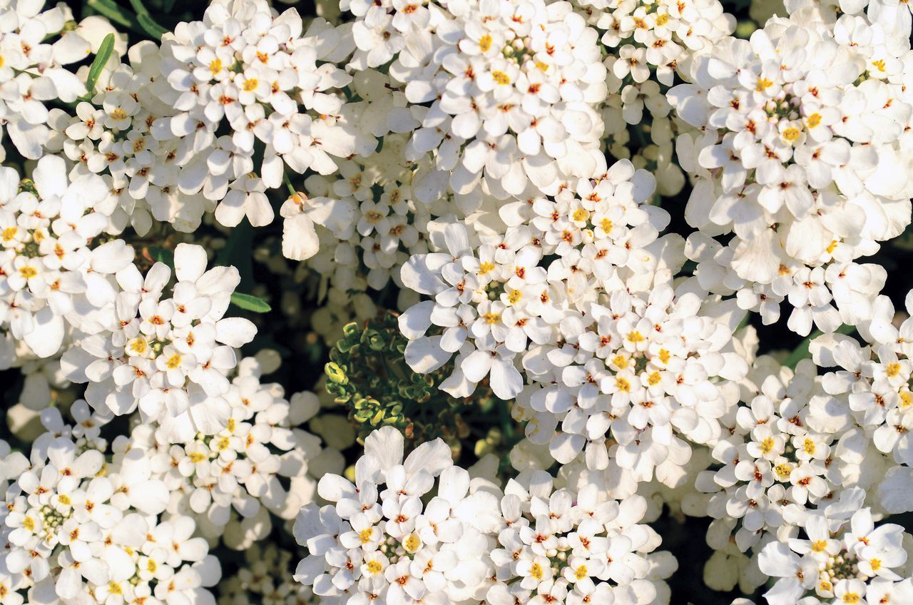 candytuft