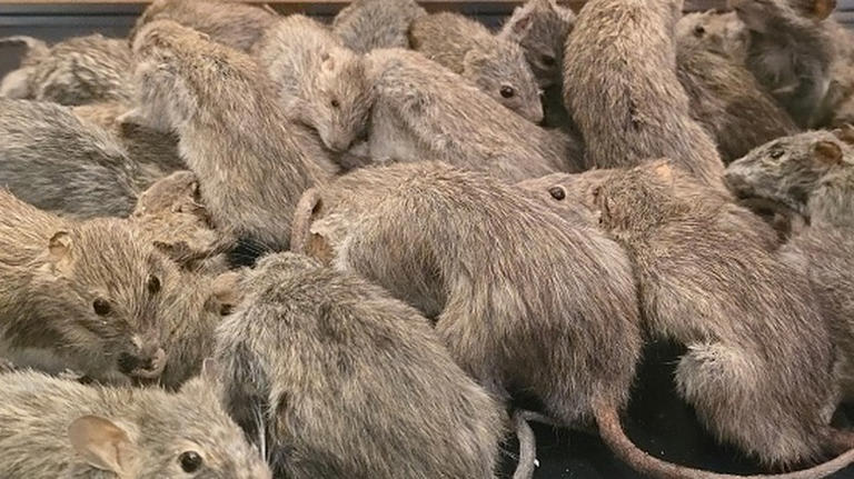 Rats are wrecking fiber optic internet cables – and it's a bigger ...