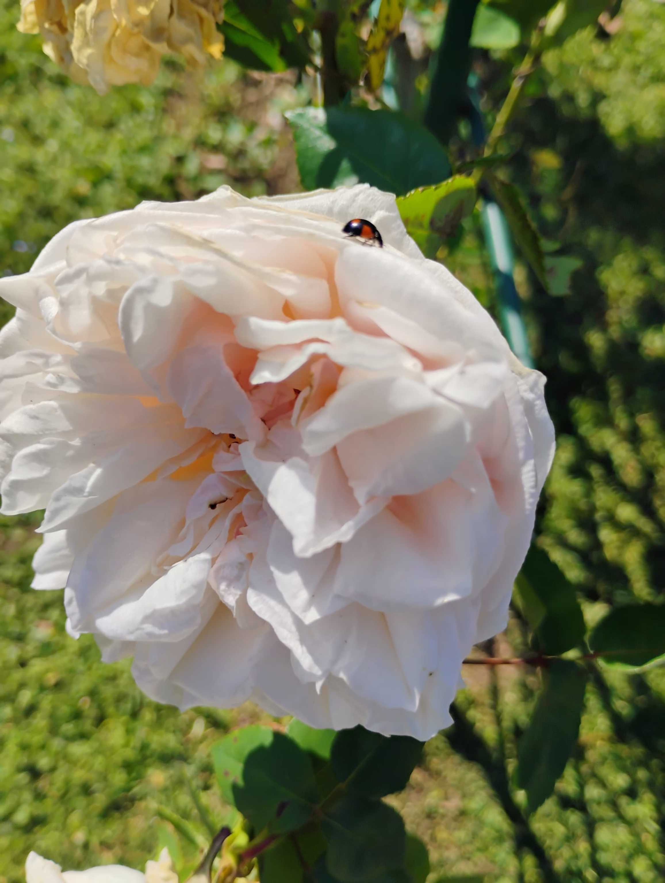 Il roseto comunale di Roma riapre con oltre mille varietà di rose
