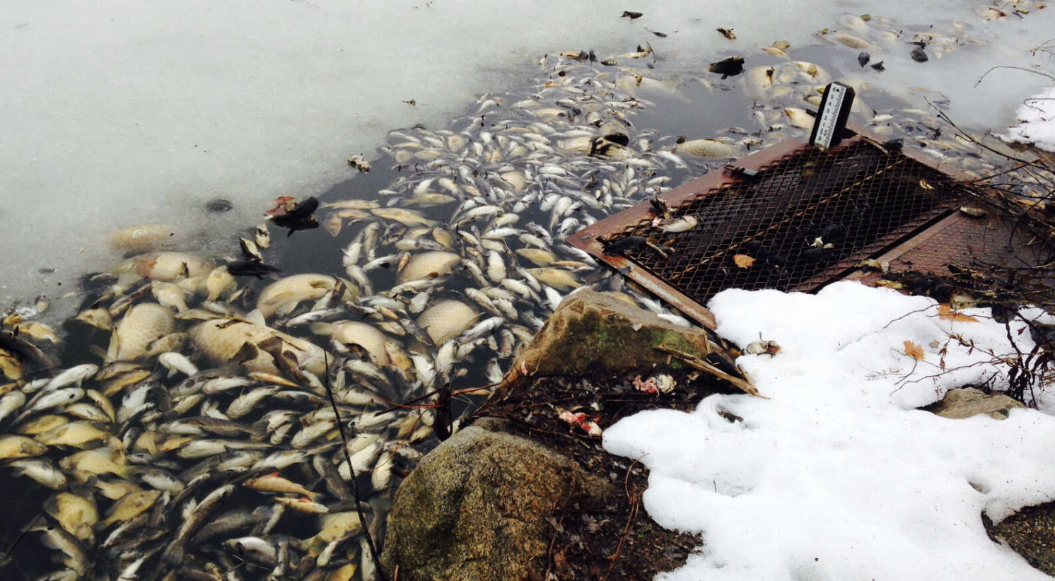 Seeing dead fish in Massachusetts ponds? Why you shouldn’t ignore it