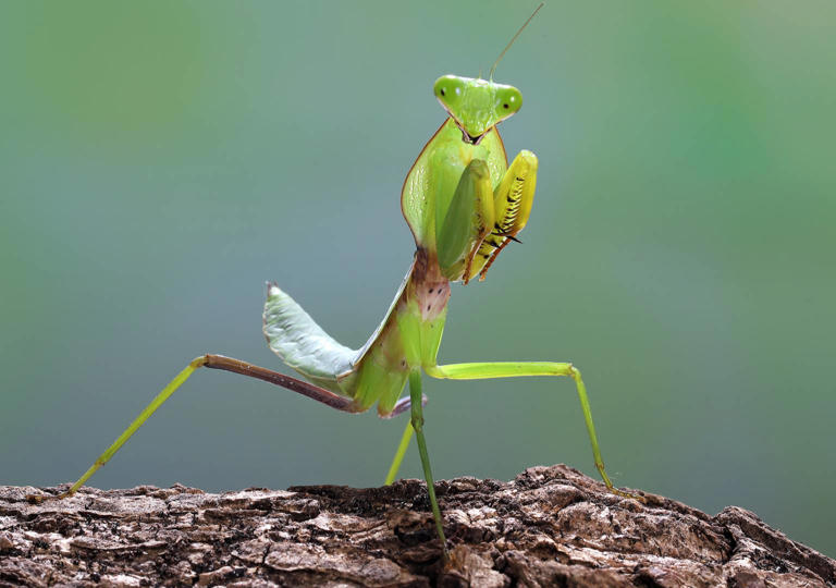Praying mantis plays a game on an iPhone – you won't believe its skills