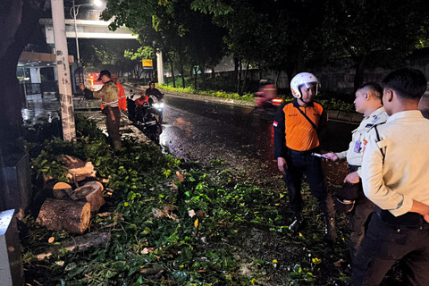 BPBD: Tiga Pohon Tumbang di Kebagusan Jaksel Pekan Ini, Timpa Mobil dan Rumah