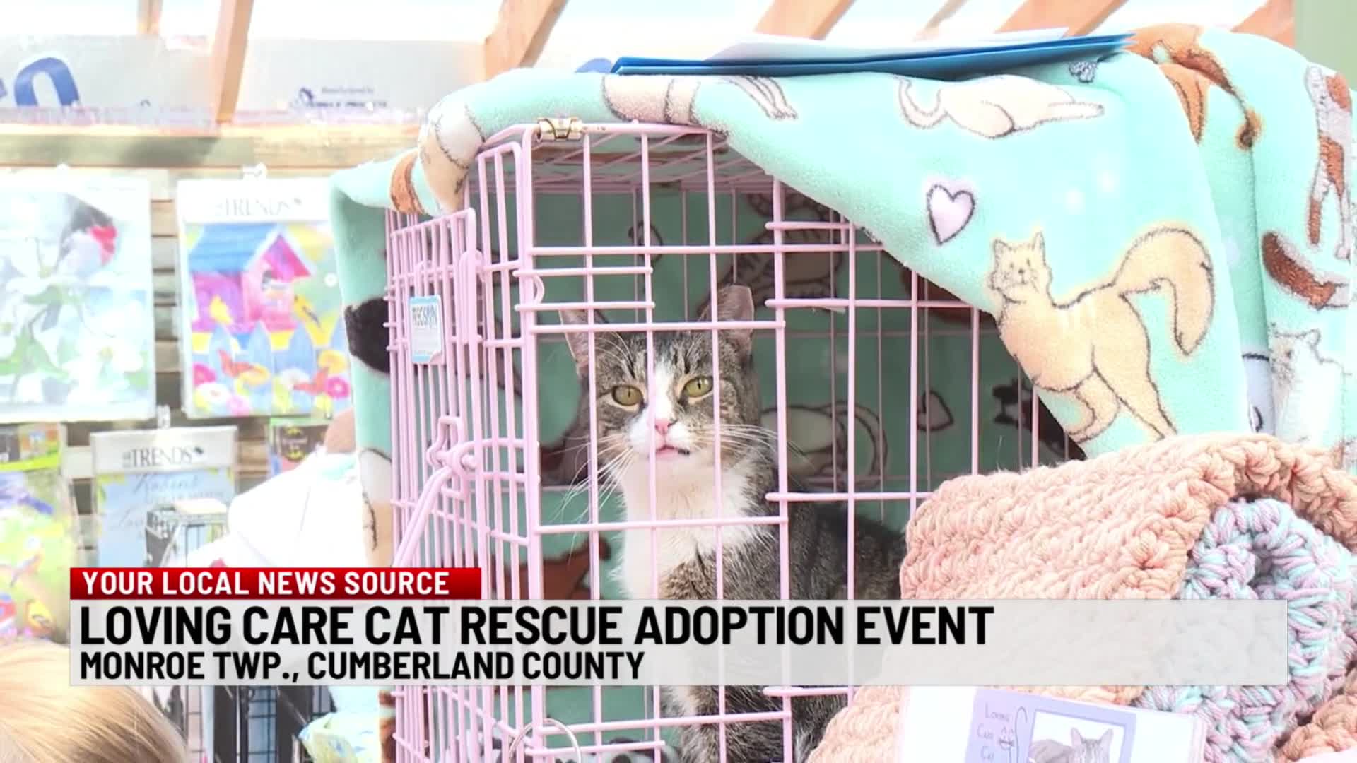 Loving Care Cat Rescue adoption event