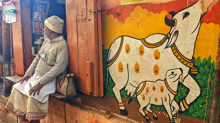 The spiritual significance of cows in Hinduism: Why feeding and caring ...