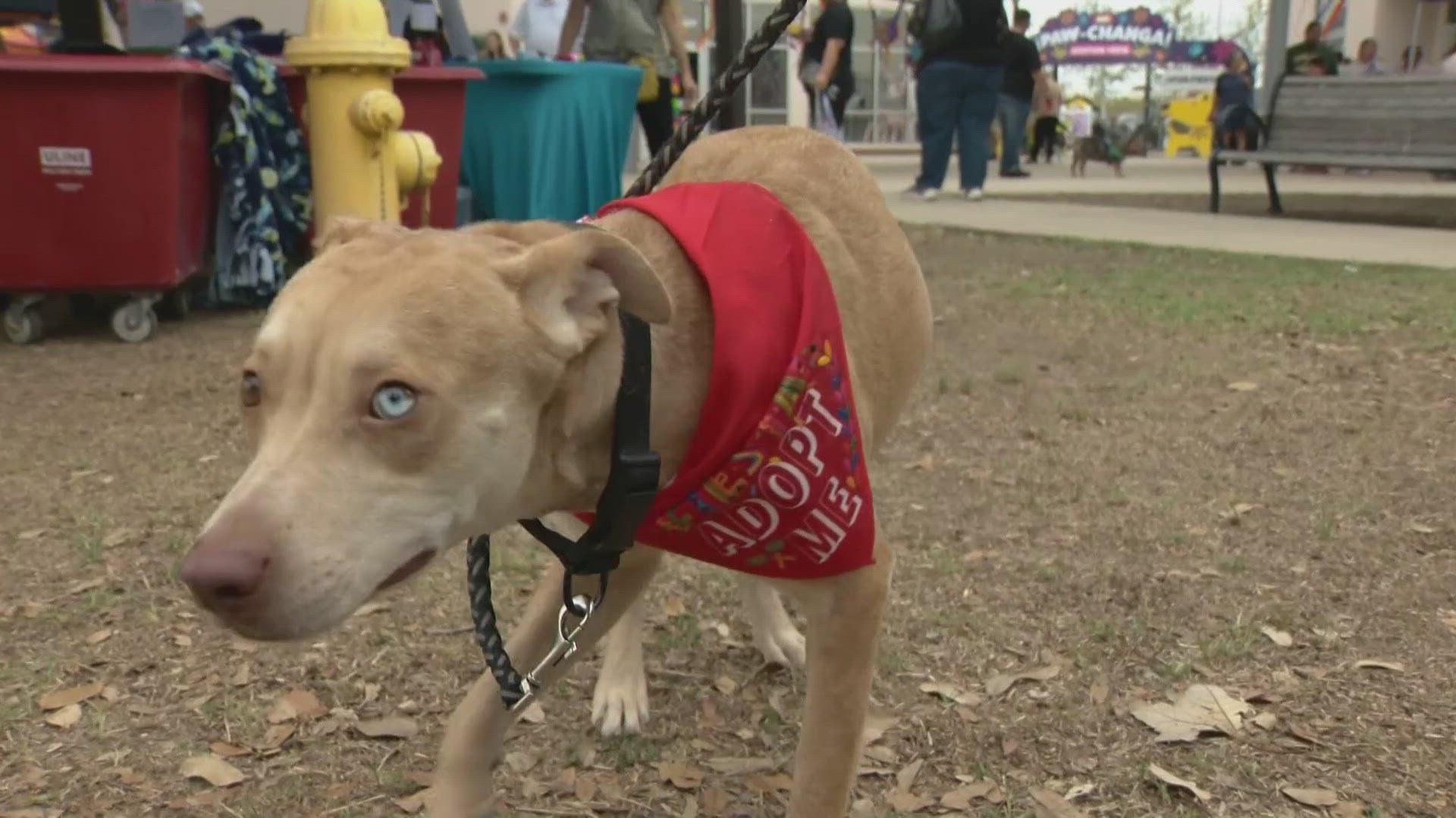 Paw-changa holding largest pet adoption fiesta at San Antonio Animal ...