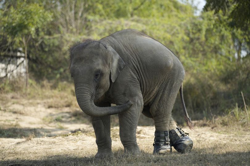Baby elephant hit by train and paralysed walks again after surprising invention