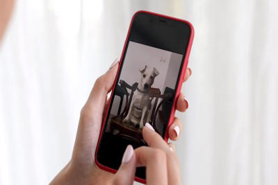 愛犬が亡くなってしまったら…辛いペットロスを乗り越えるためにできることとは