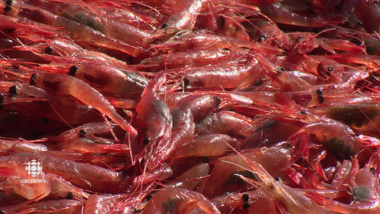 Latest stock assessment offers hope for NS northern shrimp industry