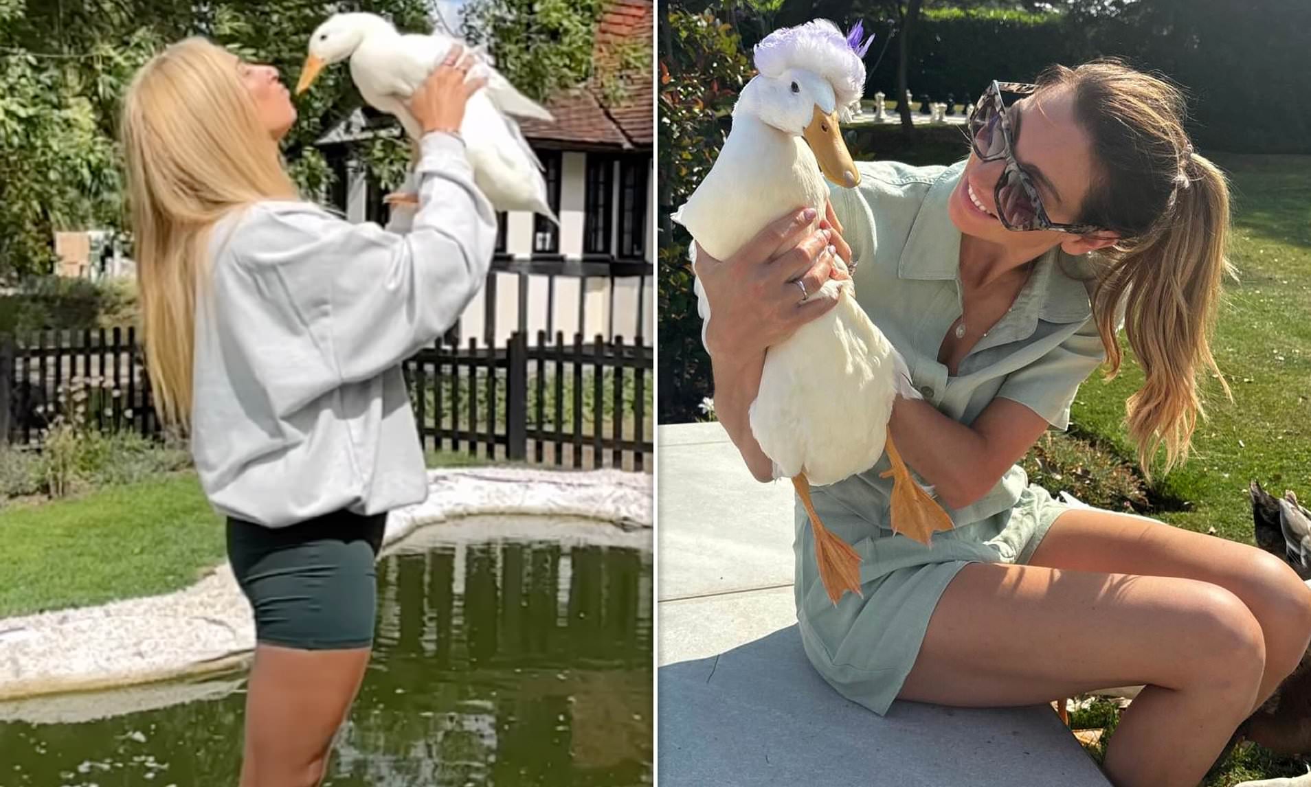 Why a pet duck has become the must-have animal accessory for the rich ...