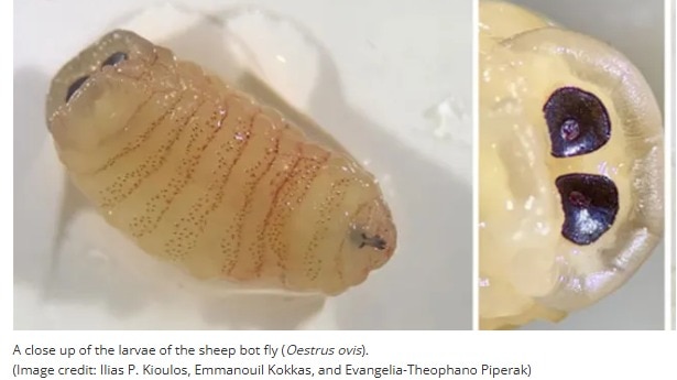 Woman sneezes out 'worms' in rare infection doctors call 'biologically ...