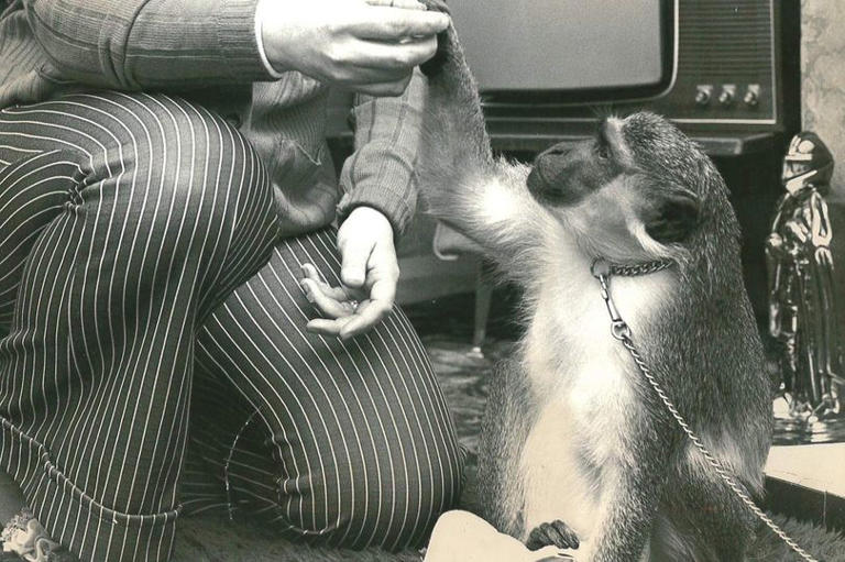 Monkeys 'smuggled' into Liverpool became popular pets for generations