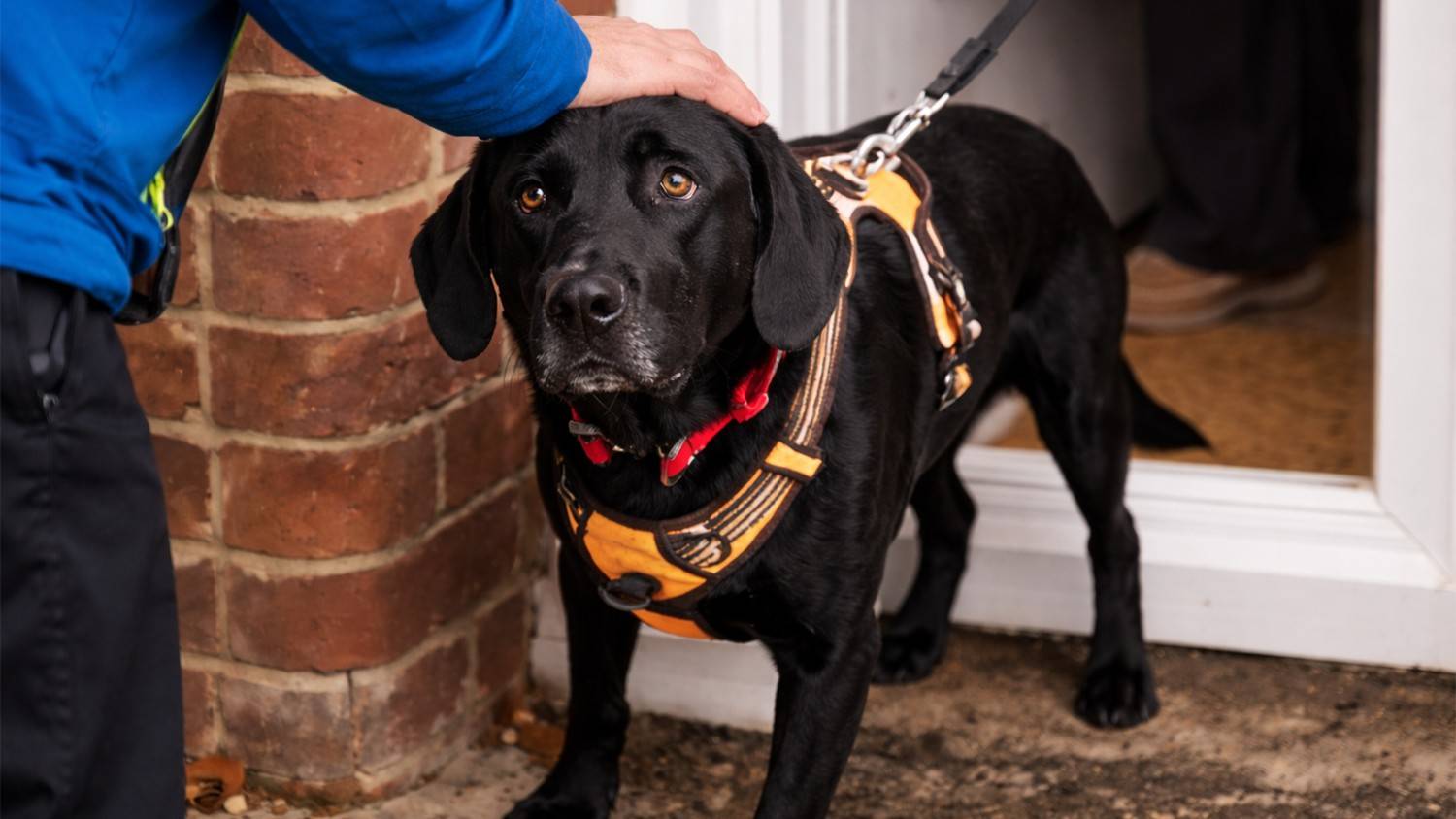 Watch This Disabled Rescue's Reaction Going on His First Ever Walk