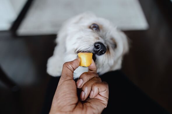 Picture of Vet shares 5 fruits you can treat your dog to for 'a great addition to ...