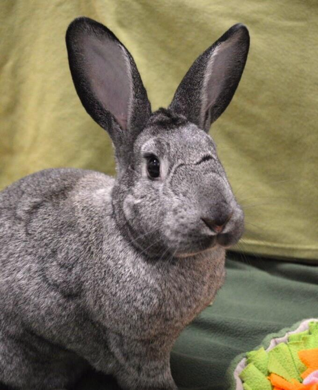 Curious bunny, possessive pup, bonded felines ready for adoption