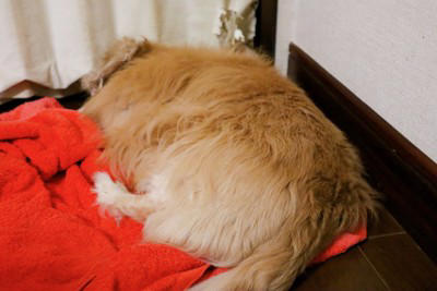 犬が死ぬ直前『飼い主から離れたがる』心理５選 後悔しないために飼い主ができることまで