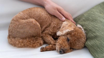 犬が死ぬ直前『飼い主から離れたがる』心理５選 後悔しないために飼い主ができることまで
