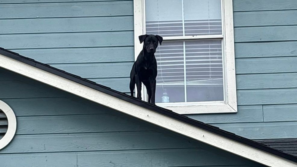 Bexar County deputies and firefighters rescue dog stranded on rooftop ...
