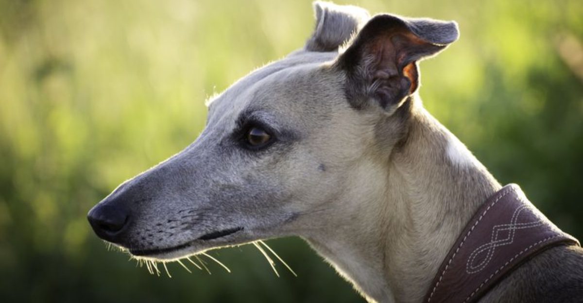 If speed matters, these 13 dog breeds set the pace