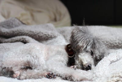 犬が死ぬ直前『飼い主から離れたがる』心理５選 後悔しないために飼い主ができることまで