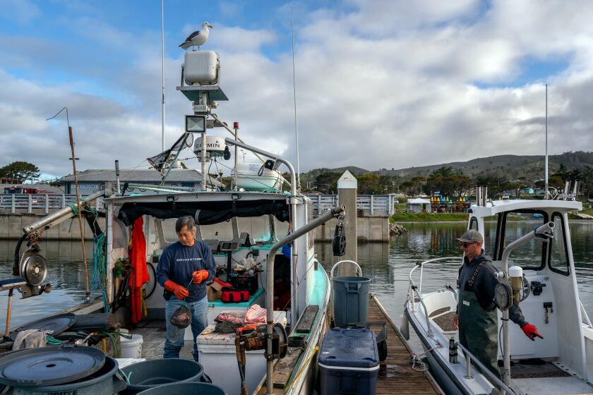Three years of heartbreak, finally some hope: California's fishermen ...