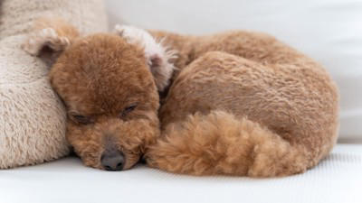 犬が死ぬ直前『飼い主から離れたがる』心理５選 後悔しないために飼い主ができることまで