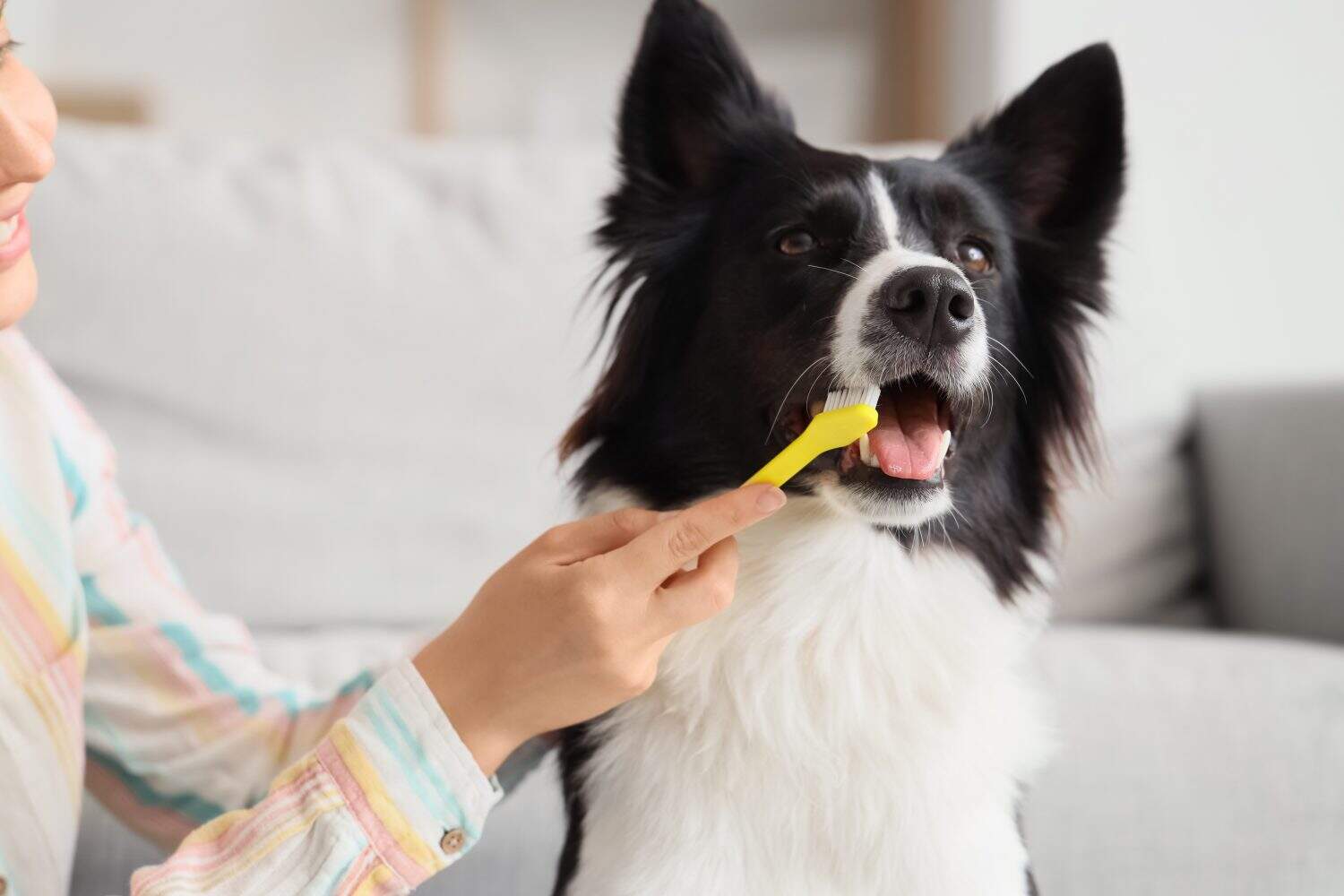 Would you kiss dogs all day for $1,000?