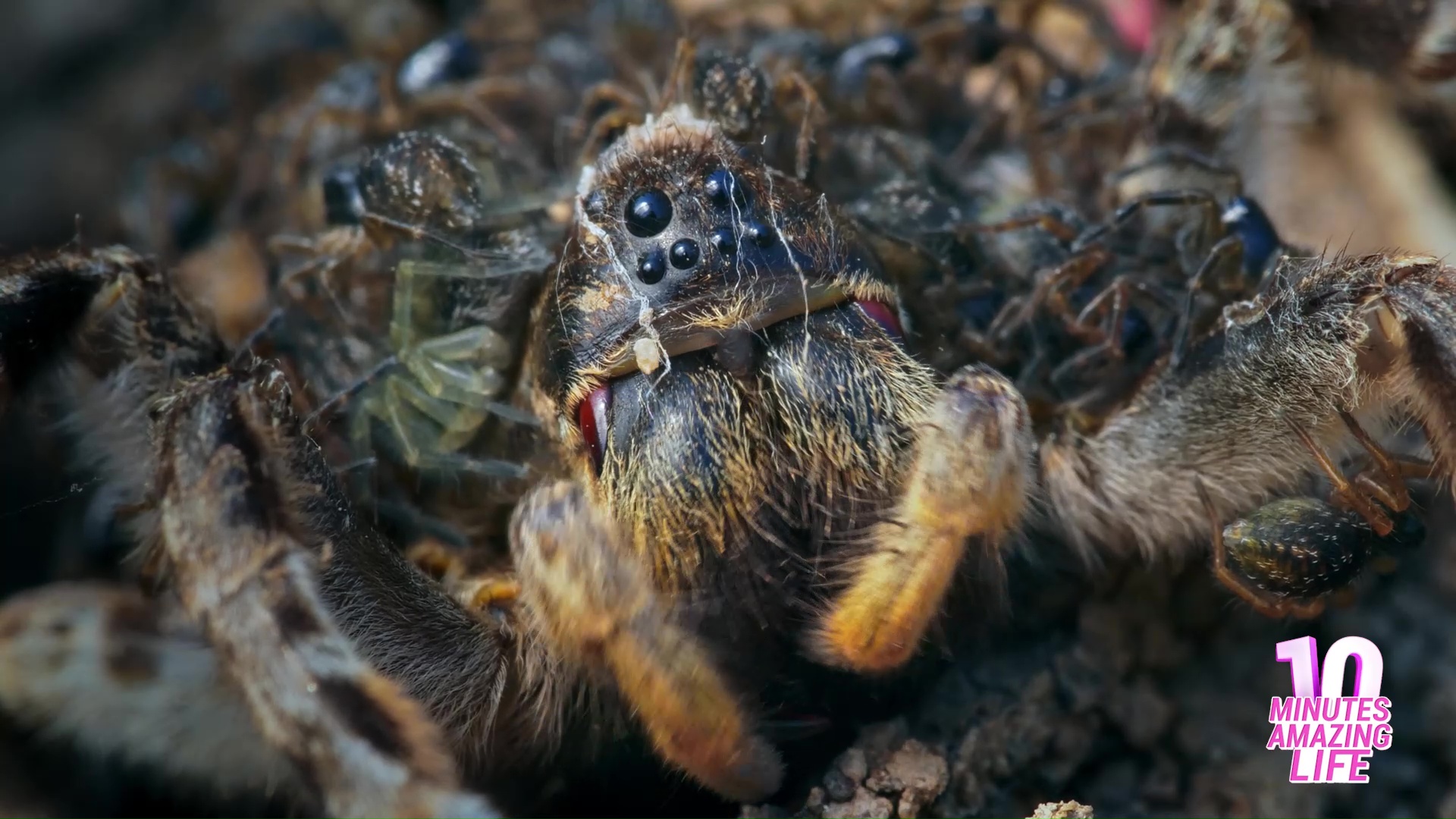 How this spider protects hundreds of babies from danger