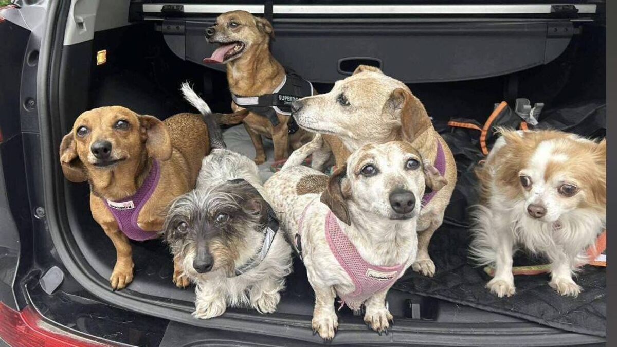 The hardest part of your dog dying isn't just losing them. It's that ...