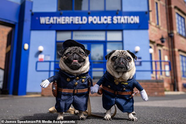 Rovers return! Dogs take to Coronation Street's famous cobbles