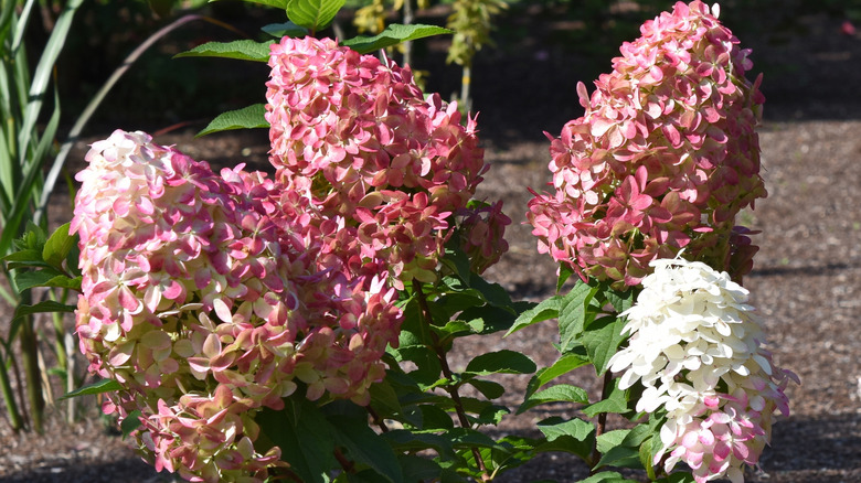 The low-maintenance hydrangea with pretty pink flowers that bloom all ...