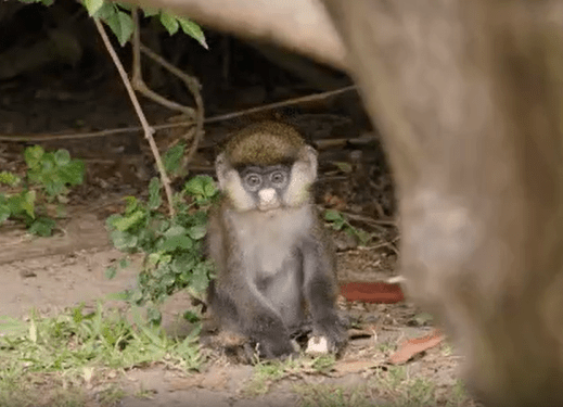 Watch: See newborn 'chonkey' monkey at San Diego Zoo