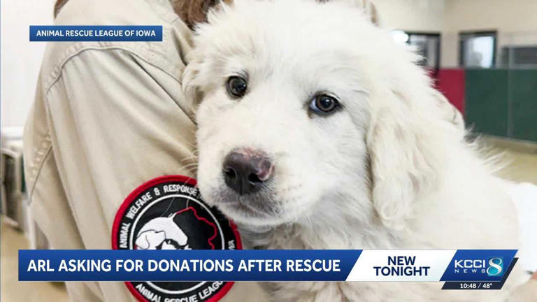 Animal Rescue League of Iowa rescues 23 dogs from neglect