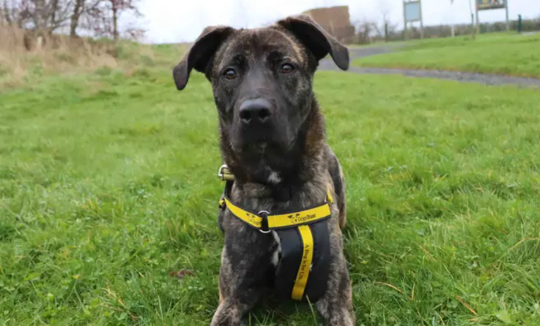 25 adorable Dogs Trust canines looking for their forever homes in the ...
