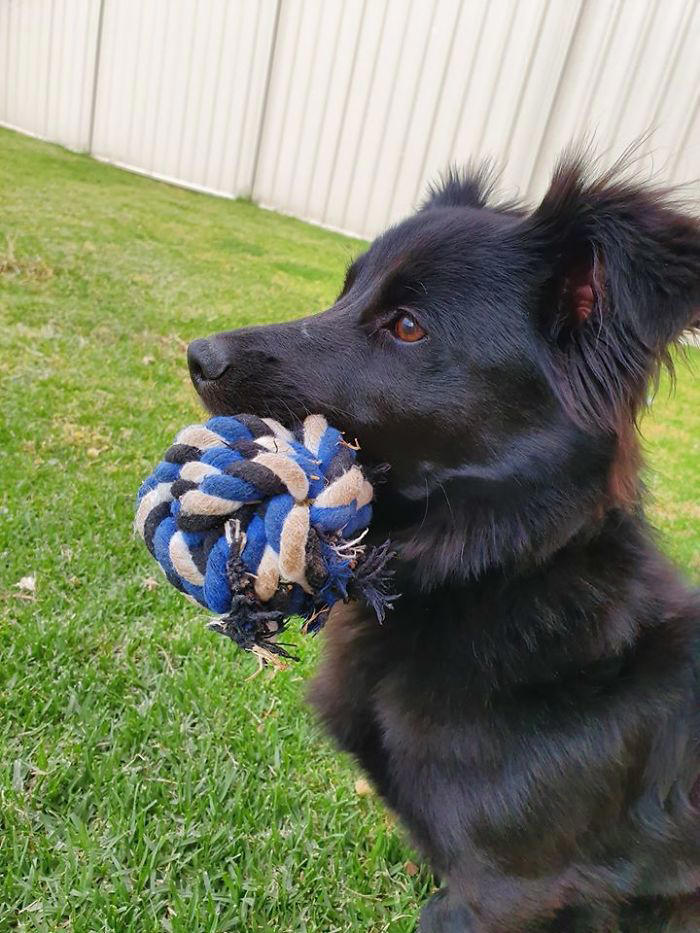 29 dogs that surprised their owners with their true breed