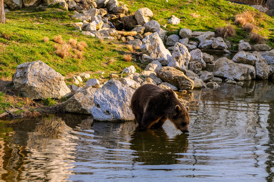 12 Montana regions where you’re most likely to spot grizzlies