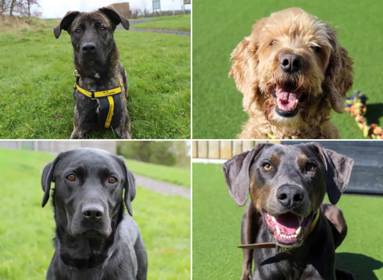 19 gorgeous Dogs Trust canines looking for their forever homes right ...