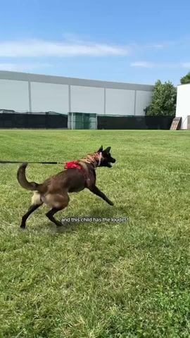 Flat tire and bite work with my Belgian Malinois puppy