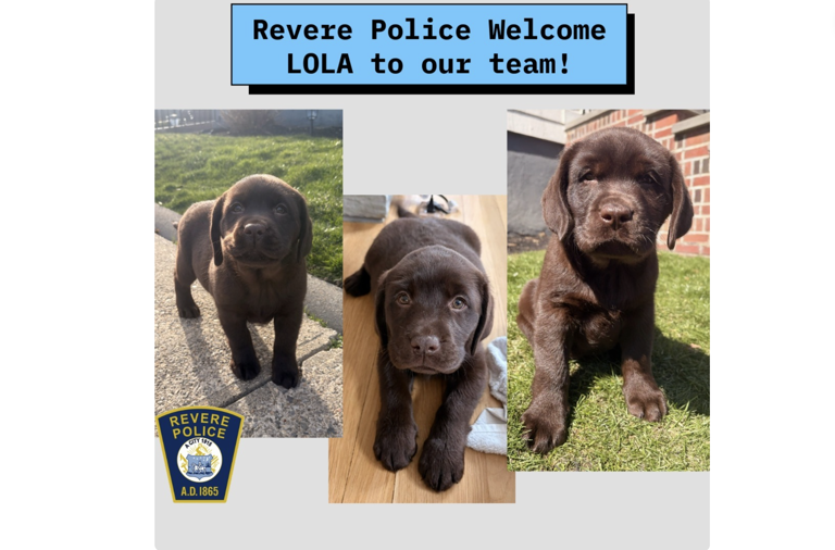 Meet Lola: The 9-week-old lab puppy joining Revere Police as a comfort K9
