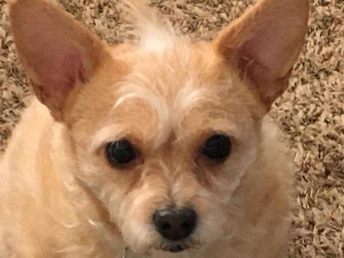 29 dogs that surprised their owners with their true breed