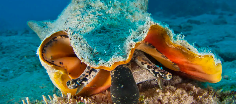 Which animal is known as the queen of the seas?