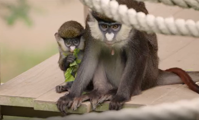 Watch: See newborn 'chonkey' monkey at San Diego Zoo