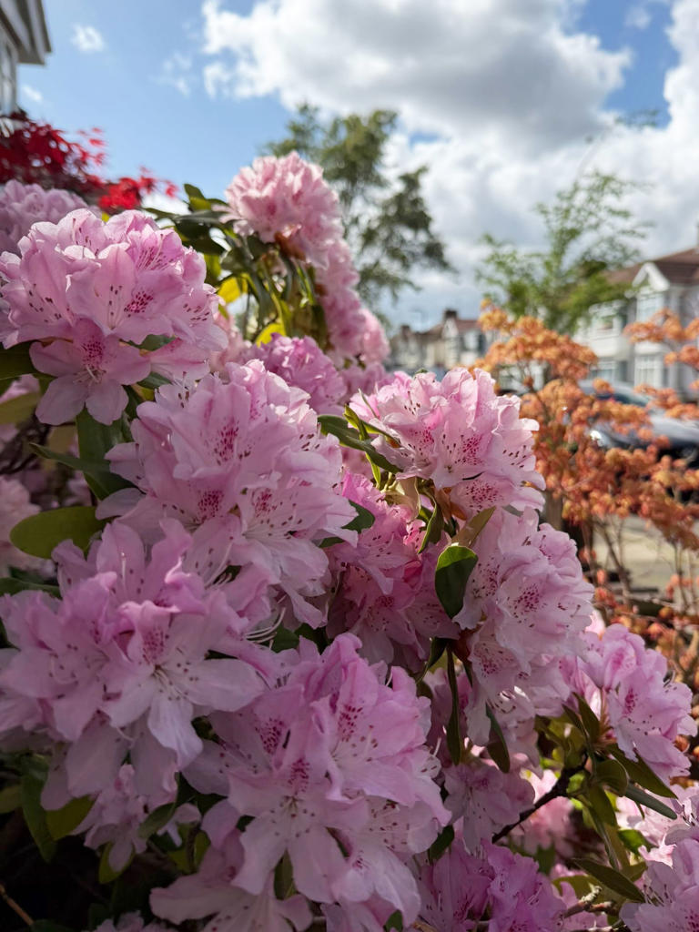 What to do with rhododendron in April – the simple spring tasks that ...