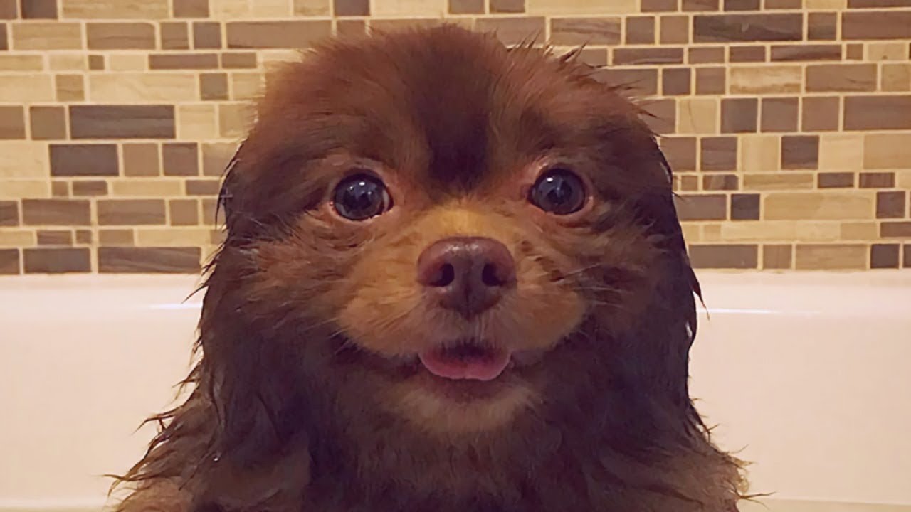 This puppy was abandoned due to his size, but he got over his tough start in a spectacular way<br>