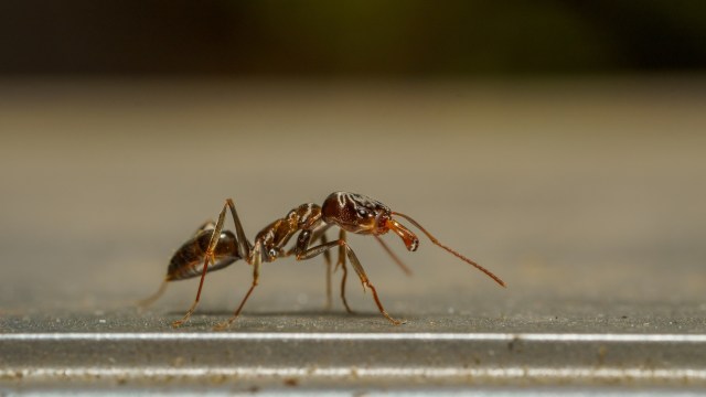 Only two-tenths of an inch big, this ant carries a deadly sting and has ...