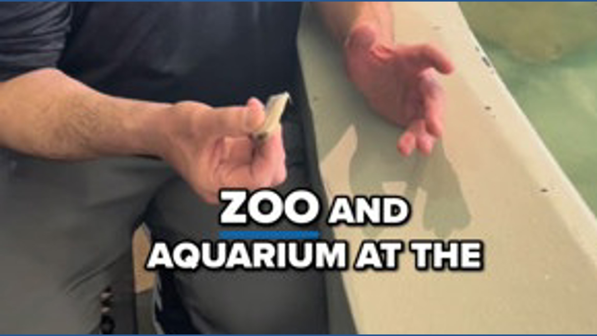 Feeding stingrays at Columbus Zoo
