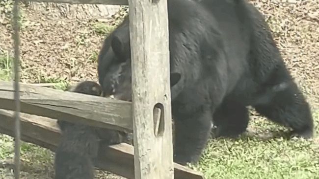 Mother bear struggles to wrangle cubs