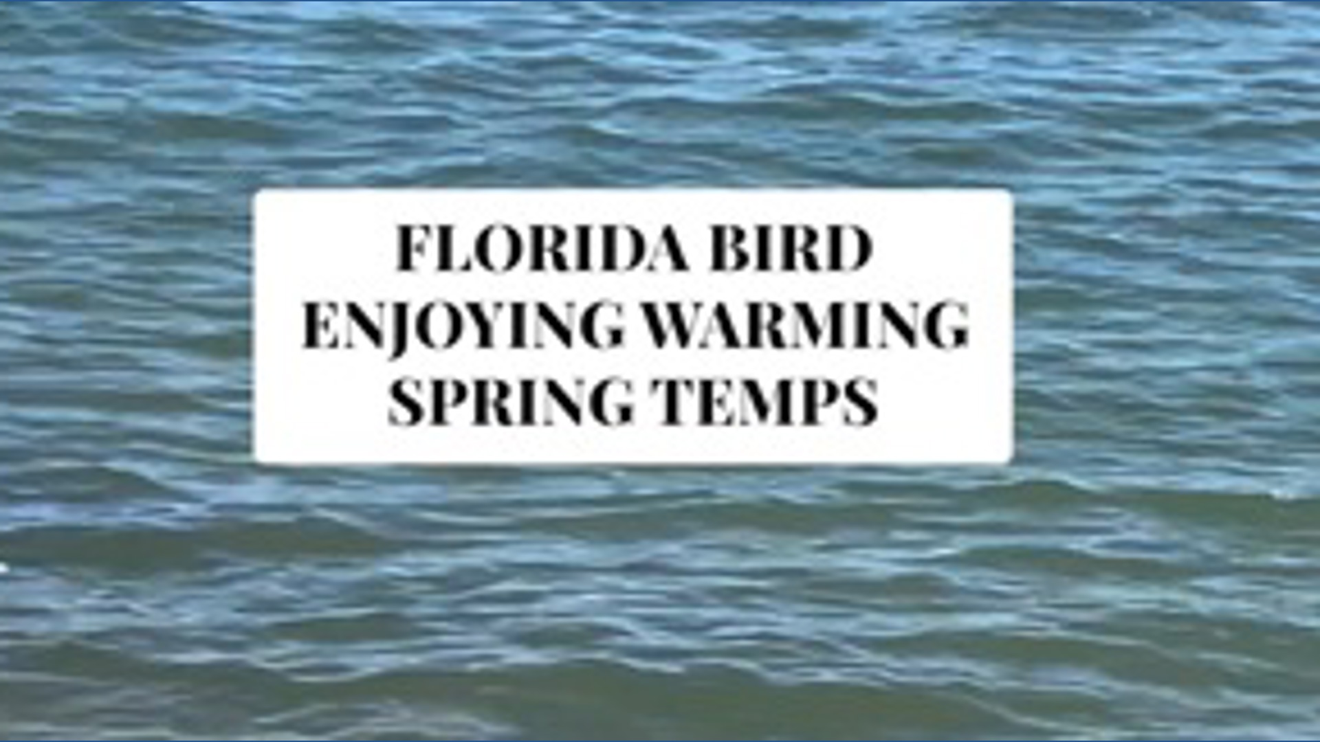 Florida bird enjoying warming spring temperatures